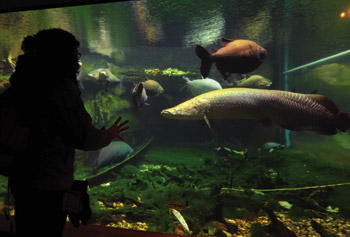 Fish from Amazon River
