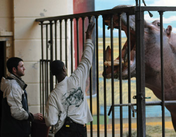 Students feed Happy the hippo
