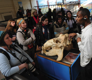 J.T. Taylor Shows Hippo Skull